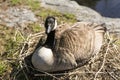 Canada goose sitting on branch nest hatching her eggs Royalty Free Stock Photo