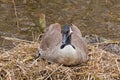 Canada goose sitting on its nest in the marsh Royalty Free Stock Photo