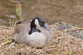 Canada goose sitting on its nest in the marsh Royalty Free Stock Photo