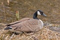 Canada goose sitting on its nest in the marsh Royalty Free Stock Photo