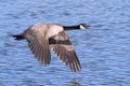 Canada Goose Skimming Across A Lake Royalty Free Stock Photo