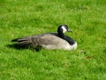 Canada Goose Sleeping on the Grassland Royalty Free Stock Photo
