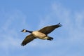 Canada Goose Soar Royalty Free Stock Photo