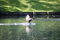 Canada goose splash landing Royalty Free Stock Photo