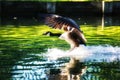 Canada goose splash landing Royalty Free Stock Photo