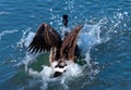 Canada goose splashdown water landing Royalty Free Stock Photo