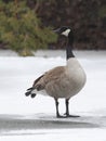 Canada Goose Standing on Frozen River Royalty Free Stock Photo