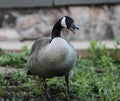 Canada Goose Standing in Grass With Mouth Open