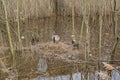 Canada goose standing on its nest in the marsh Royalty Free Stock Photo