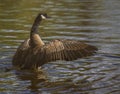 Canada goose standing in a lake with open wings under sunlight with a blurry background Royalty Free Stock Photo