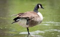 Canada Goose standing on one foot, in the Ottawa River. Royalty Free Stock Photo