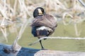 Canada goose standing on one leg on a fallen log in a wetland during Spring migrations in Minnesota Valley National Wildlife Refug Royalty Free Stock Photo