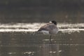 Canada Goose Standing on One Leg in Water