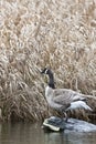 Canada Goose standing on the rock Royalty Free Stock Photo