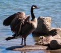 Canada goose standing on a rock by the water with wings spread open. Royalty Free Stock Photo