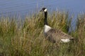Canada Goose standing in some grass Royalty Free Stock Photo