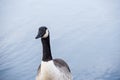 Canada Goose stands by a lake with calm water Royalty Free Stock Photo