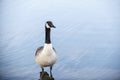 Canada Goose stands in calm water Royalty Free Stock Photo