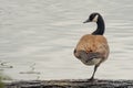 Canada Goose stands on a log on one leg Royalty Free Stock Photo