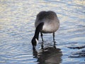 A Canada goose stands in shallow water