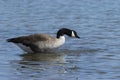 Canada Goose staring at something in the water Royalty Free Stock Photo