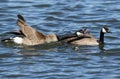 Canada Goose sticking out its tongue to another goose Royalty Free Stock Photo