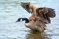 Canada Goose stretching his wings out Royalty Free Stock Photo