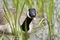 Canada Goose swimming hissing mouth open
