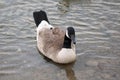 Canada Goose swimming in the lake, closeup of head and feathers. Royalty Free Stock Photo