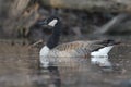 Canada Goose Swimming on a River Royalty Free Stock Photo