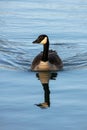 A Canada goose swimming in still water, perfect reflection and symmetrical wake. Royalty Free Stock Photo