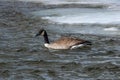 Canada Goose Swimming Royalty Free Stock Photo