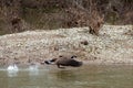 Canada Goose Taking Off From a River Royalty Free Stock Photo