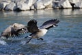 Canada Goose Taking Off From a River Royalty Free Stock Photo