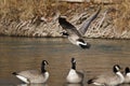 Canada Goose Taking Off From a River Royalty Free Stock Photo