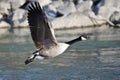 Canada Goose Taking Off From a River Royalty Free Stock Photo