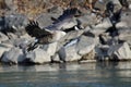 Canada Goose Taking Off From a River Royalty Free Stock Photo