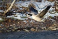 Canada Goose Taking Off From a Winter River Royalty Free Stock Photo