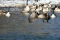 Canada Goose Taking Off From a Winter River Royalty Free Stock Photo