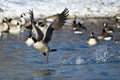 Canada Goose Taking Off From a Winter River Royalty Free Stock Photo