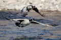 Canada Geese Taking to Flight from the River Water Royalty Free Stock Photo