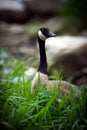 Canada Goose in Tall Grass