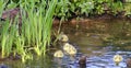 Canada Goose Goslings Royalty Free Stock Photo