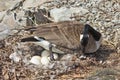 Canada Goose tending her nest Royalty Free Stock Photo