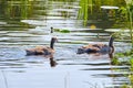 Canada goose, two newly hatched chicks, swimming in the water, soft chicks Royalty Free Stock Photo