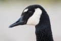 Canada Goose With Unusual White Eyebrows