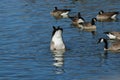 Canada Goose on urban lake canyon texas central flyway