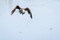 Canada goose eye contact on takeoff