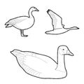 Canada Goose Vector Illustration Hand Drawn Animal Cartoon Art