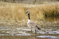 Canada Goose wading in shallow water Royalty Free Stock Photo